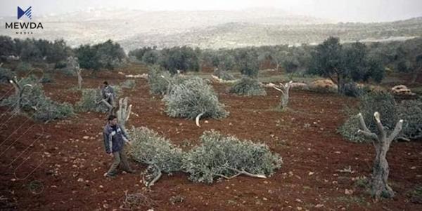 لە عەفرین خۆپیشاندانە دژی بڕینەوەی باخی زەیتوونی كوردەكان