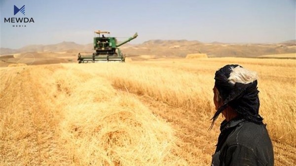 فراکسیۆنی زەرد: هەفتەی داهاتوو پارەی گەنمی جوتیاران دەگاتە هەرێم