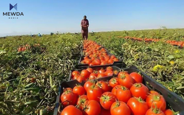 جوتیارێک: بەداخەوە وشکە ساڵی نەیهێشت بژێوی ژیانمان دابین بکەین