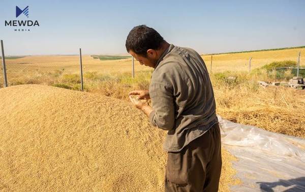 بەمەبەستی وەرگرتنی چەکی پارەی گەنم داوایەک ئاراستەی جوتیاران دەکرێت