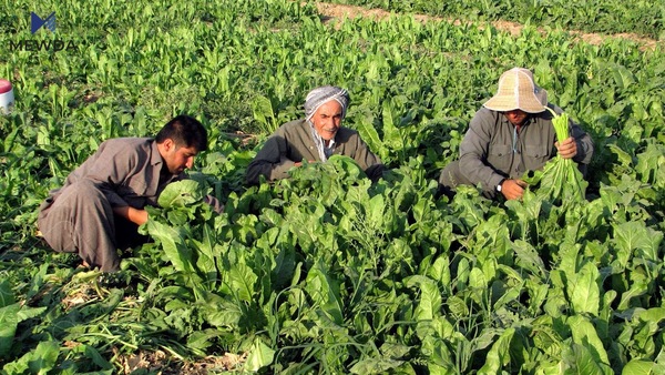 هەرێمی کوردستان بەرهەمی زیاتر هەناردەی شارەکانی عیراق دەکات