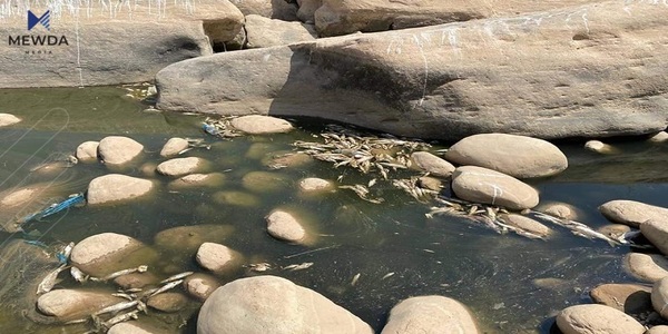 لەم ناوچەی هەرێمی کوردستان بە سەدان ماسی لەناوچوون