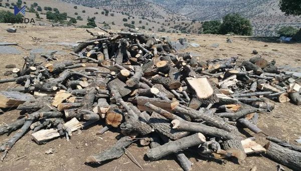 سلێمانی؛ کەسێک دەستگیرکرا زیاتر لە 100 داری بڕیوەتەوە