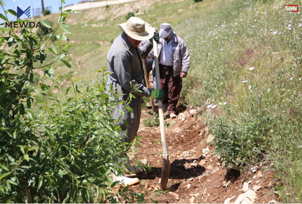 زیاتر لە 100 ھەزار نەمام لە چیای گۆیژە دەڕوێندرێت