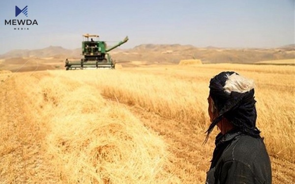 هەفتەی داهاتوو بەشی سێیەمی پارەی گەنمی جوتیاران دابەشدەکرێت
