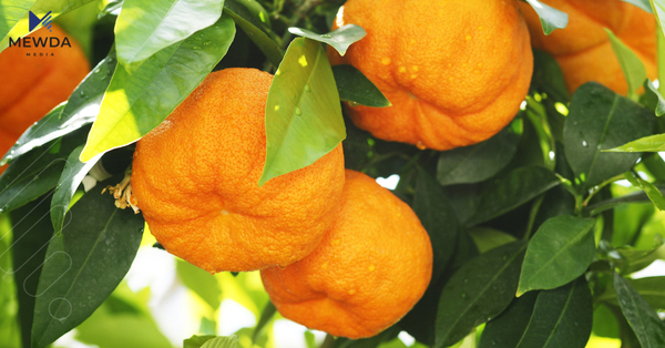 ئەو کەسانە کێن کە نابێت نارنج بخۆن؟