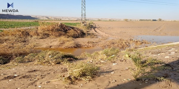 لافاو بەرهەمی گەنمی جوتیاران لەناودەبات