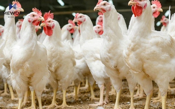 کۆمەڵەی کێڵگە پەلەوەرییەکان هۆشداری بە حکومەتی هەرێم دەدات