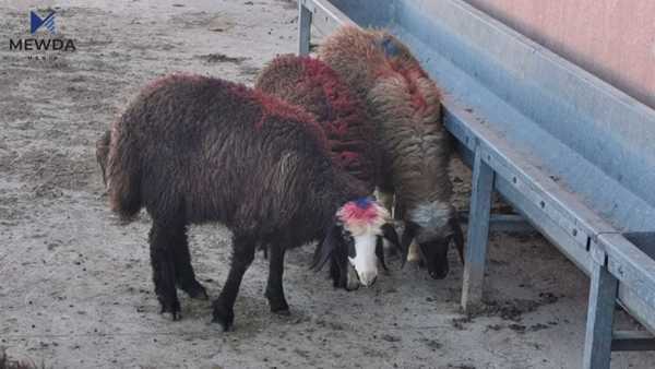 کوشتارگەی نوێی سلێمانی: گۆشتی سەرشەقامەکان مەکڕن