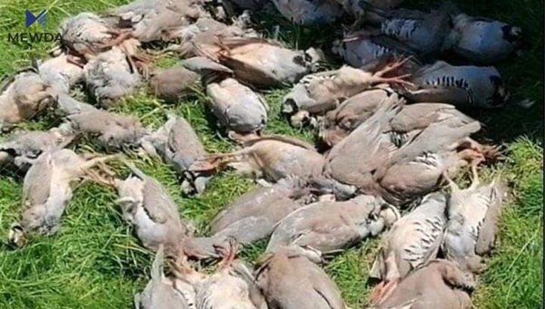  راوچییەک دەستگیردەکرێت كە 110 كەوی راوكردووە