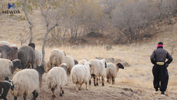 لە داقوق داعش شوانێک دەڕفێنێت