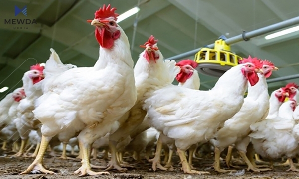 نرخی مریشک هەرزاندەبێتەوە