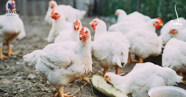 نرخى مریشك داده‌به‌زێت