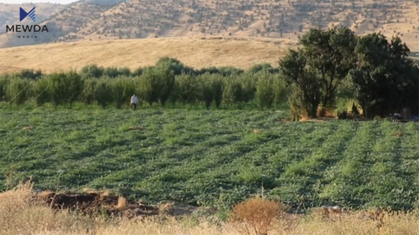 لە بەرژەوەندیی جوتیارانی هەرێمی کوردستان بڕیارێک درا