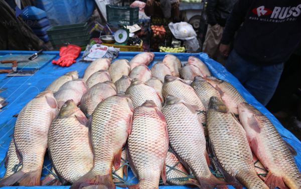 نرخی ماسی لە هەرێمی کوردستان زیاتر دادەبەزێت