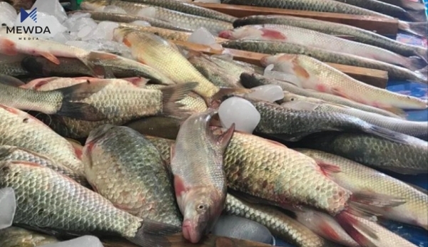 نرخی ماسی لە بازاڕەکاندا گۆڕانکاری بەسەردا هات