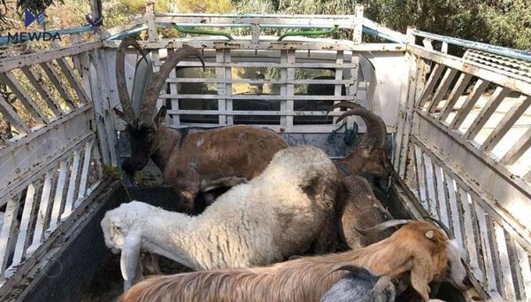 دوو کەس دەستگیرکران بە تۆمەتی هێنانی ئاژەڵی کێوی 