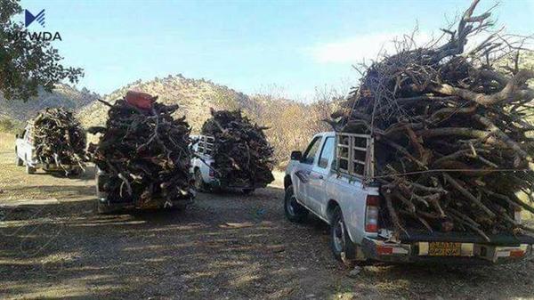 لە ئەمساڵدا زیاتر لە 100 کەس بەهۆی بڕینی دارەوە دەستگیرکراون