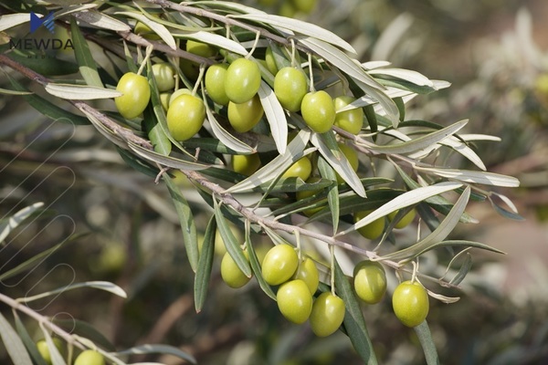 رۆژانە لە هەرێمی کوردستان 110 تۆن زەیتی زەیتون بەرهەمدەهێنرێت