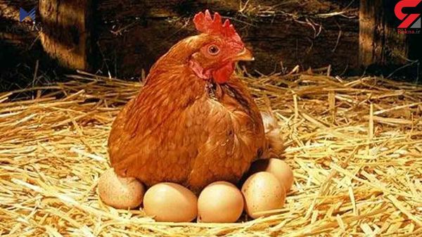 نرخی هێلکە لە سلێمانی دابەزی