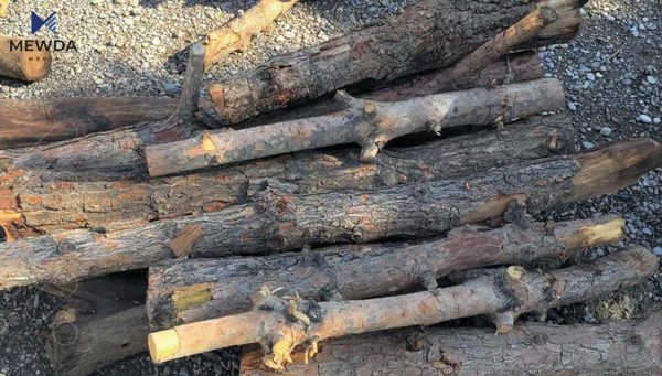 دوای ئەوەی 100 داری بڕییەوە، دەستگیرکرا