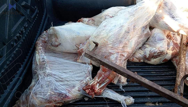 هەشت لاشەی ئاژەڵی خراپبوو دەستی بەسەرداگیرا