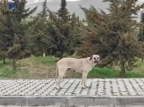 بەهۆی پەلاماردانی سەگەوە لە هەولێر منداڵێک گیانی لەدەستدا