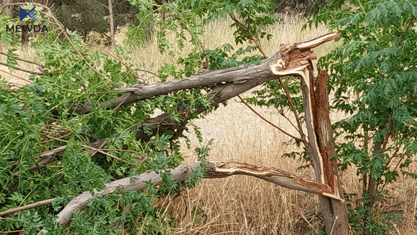 شارەوانیی بەکرەجۆ: رەشەبا زیانی بە 50 درەخت گەیاندووە