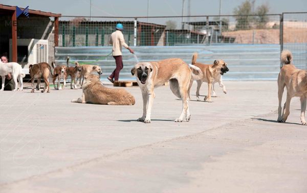 شەڵتەرێک بۆ کۆکردنەوەی سەگە بێلانەکان دروستدەکرێت