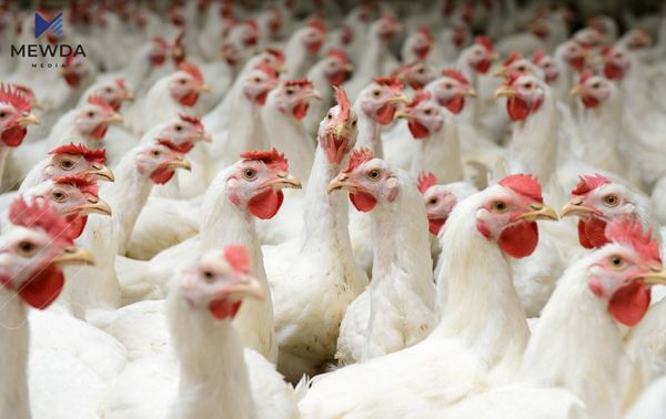 نرخی مریشک گران نەبووە و بە پێچەوانەوە دابەزیوە