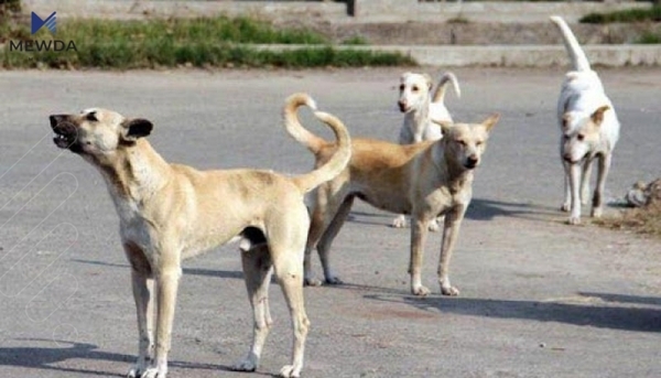 لە هەولێر دەستەکرێت بە کۆکردنەوەی سەگە بێلانەکان