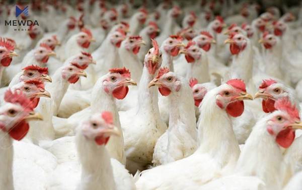 نرخی مریشک لە بازاڕەکاندا دابەزی