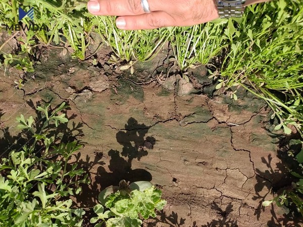 ئەو سەوزانەی بە ئاوی زێراب ئاودەدرێن لەناودەبرێت