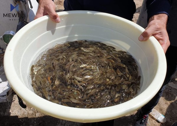 پەنجە ماسی دەخرێتە ئاوی دەربەندیخانەوە