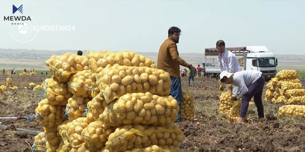 كۆمپانیایەكی جیهانیی داوای پەتاتەی كوردستان دەكات
