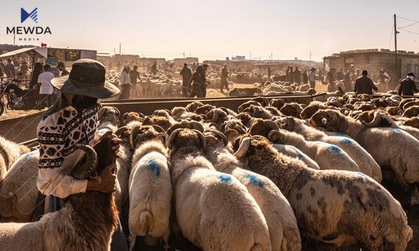 بزانە لە هەولێر چۆن ئاژەڵ فرۆشراوە؟