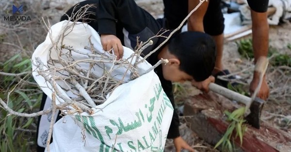 دانیشتوانی غه‌زه‌ له‌ناچارییدا بۆ چێشتلێنان چیلكه‌ كۆده‌كه‌نه‌وه‌ و دره‌خته‌كان ده‌بڕنه‌وه‌