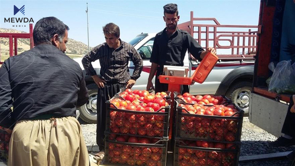 عه‌لوه‌ى سلێمانى: ته‌ماته‌ گران ده‌بێت