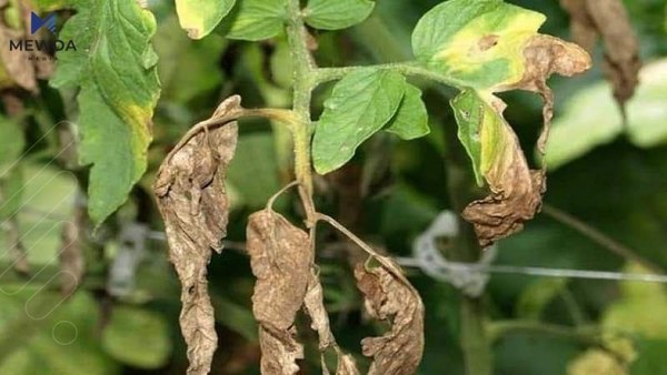 رێنمایی بۆ باخه‌وان و جوتیاران