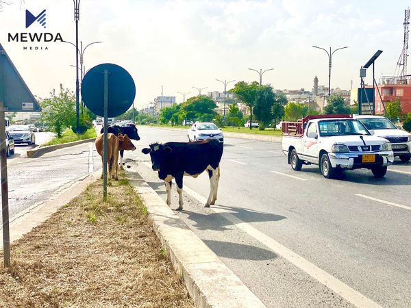 به‌ره‌ڵاكردنى ئاژه‌ڵى ماڵى له‌ ناوشاردا كاریگه‌رى له‌سه‌ر ته‌ندروستیی ده‌بێت