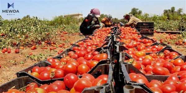 به‌رهه‌مى ته‌ماته‌ى سلێمانى نزیكه‌ى 100 هه‌زار ته‌ن ده‌بێت