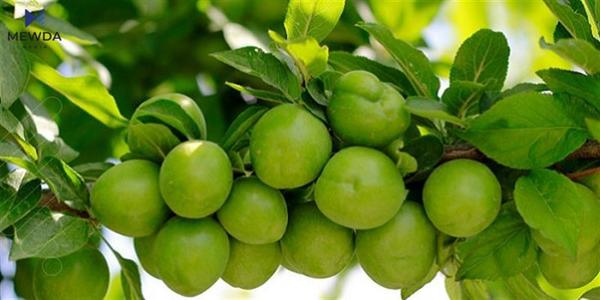 ههڵوژه ههرزانبووه و عهلوهى سلێمانى هۆشداریی دهدات