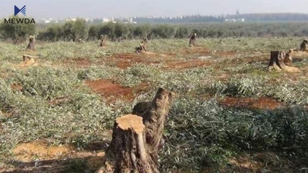 بڕینەوەو تاڵانکردنی دارستانەکانی عەفرین بەردەوامە