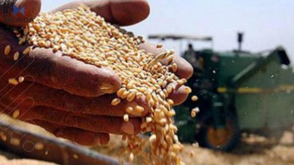 بهرههمى گهنمى پارێزگاى سلێمانى 250 ههزار تهن دهبێت