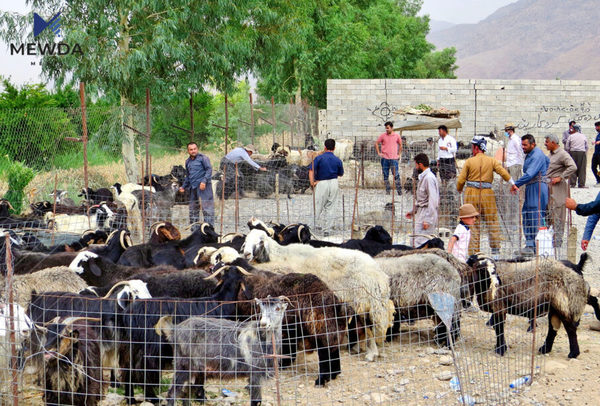 فرۆشتنی ئاژەڵ لە دەرەوەی مەیدانەکان قەدەغە دەکرێت