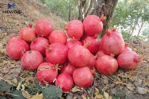 بهرههمى ئهمساڵى ههنار سهرو یهك ملیۆن تهن دهبێت