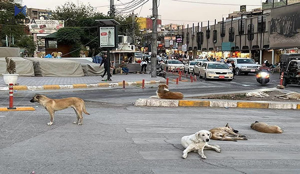 سەگێكی بێلانە بگرە و سێ‌ هەزار دینار وەربگرە