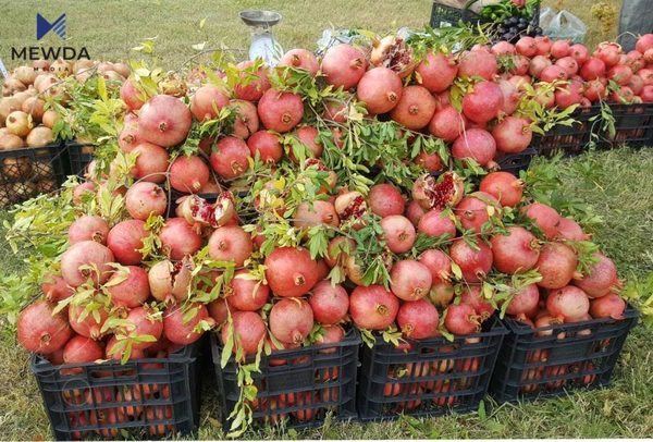 به‌رهه‌مى هه‌نارى هه‌ڵه‌بجه‌ زیادیكردووه‌