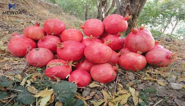 بازاڕهكانى كوردستان پڕكراون له ههنارى ئهمهریكى