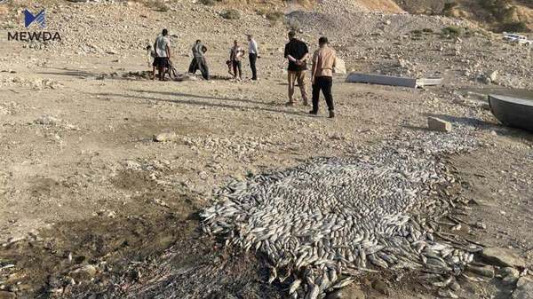 ئەنجامى لێکۆڵینەوە لە لەناوچوونى ماسییه‌كانى به‌نداوى دەربەندیخان راگەیەندرا